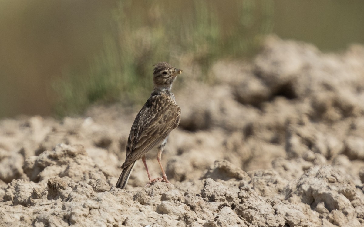 Mediterranean Short-toed Lark - ML638054466