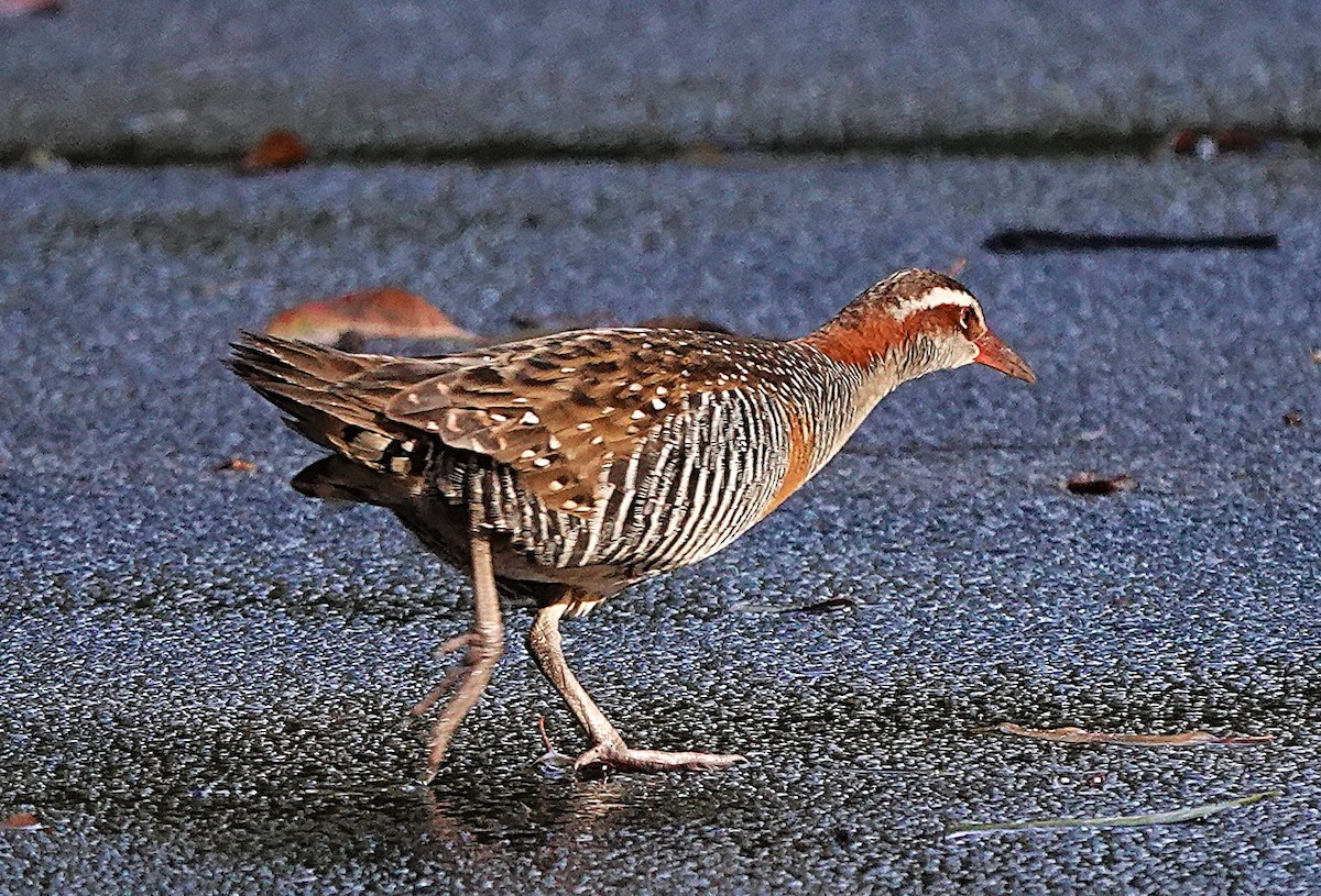 Buff-banded Rail - ML638054470