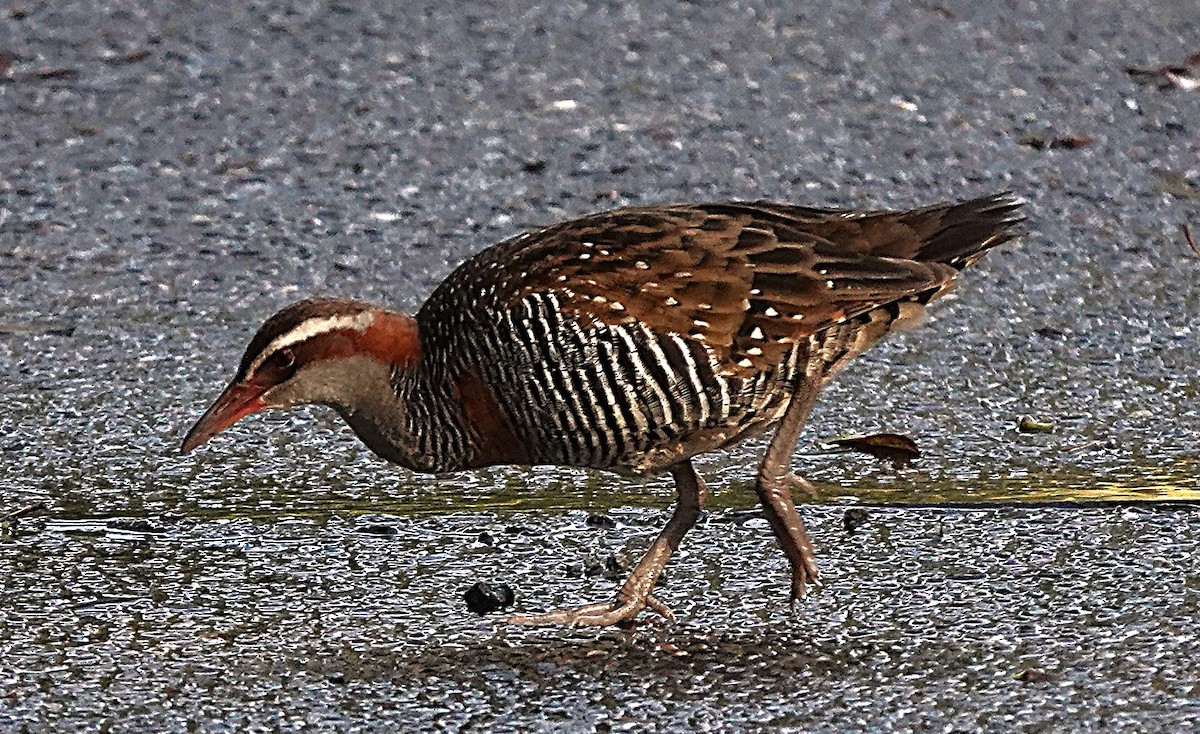 Buff-banded Rail - ML638054472