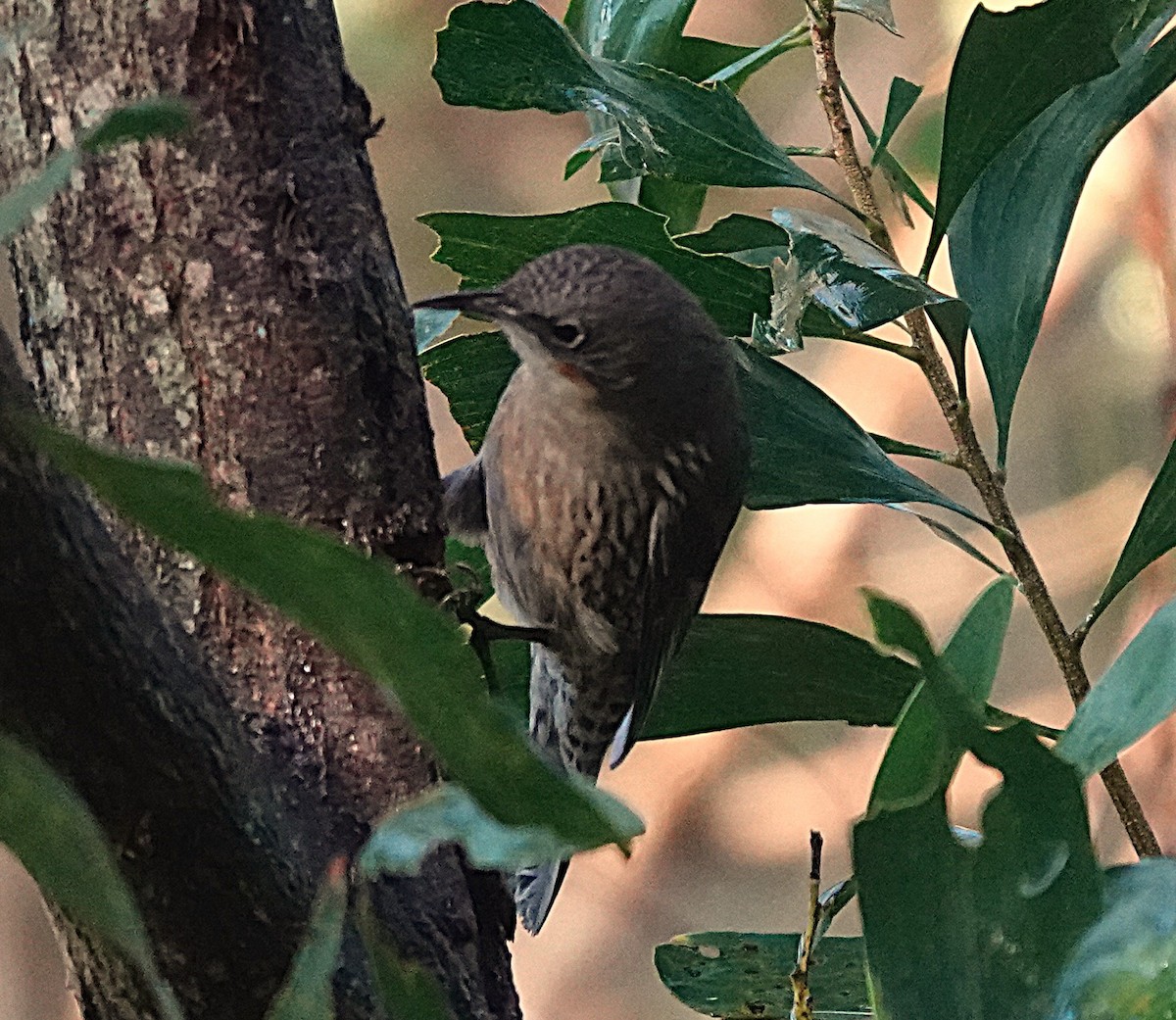 White-throated Treecreeper - ML638054481