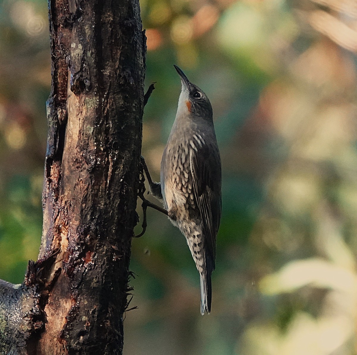 White-throated Treecreeper - ML638054482