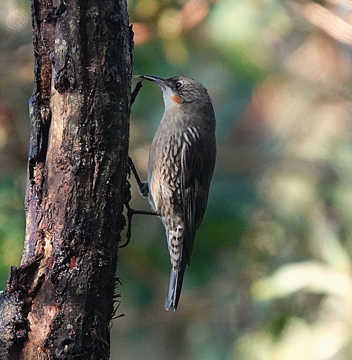 White-throated Treecreeper - ML638054483