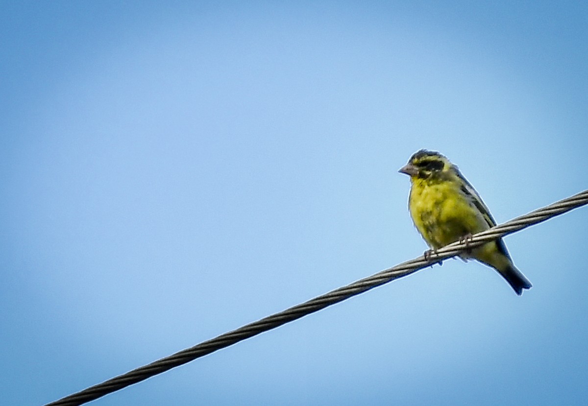 Yellow-breasted Greenfinch - ML638054496