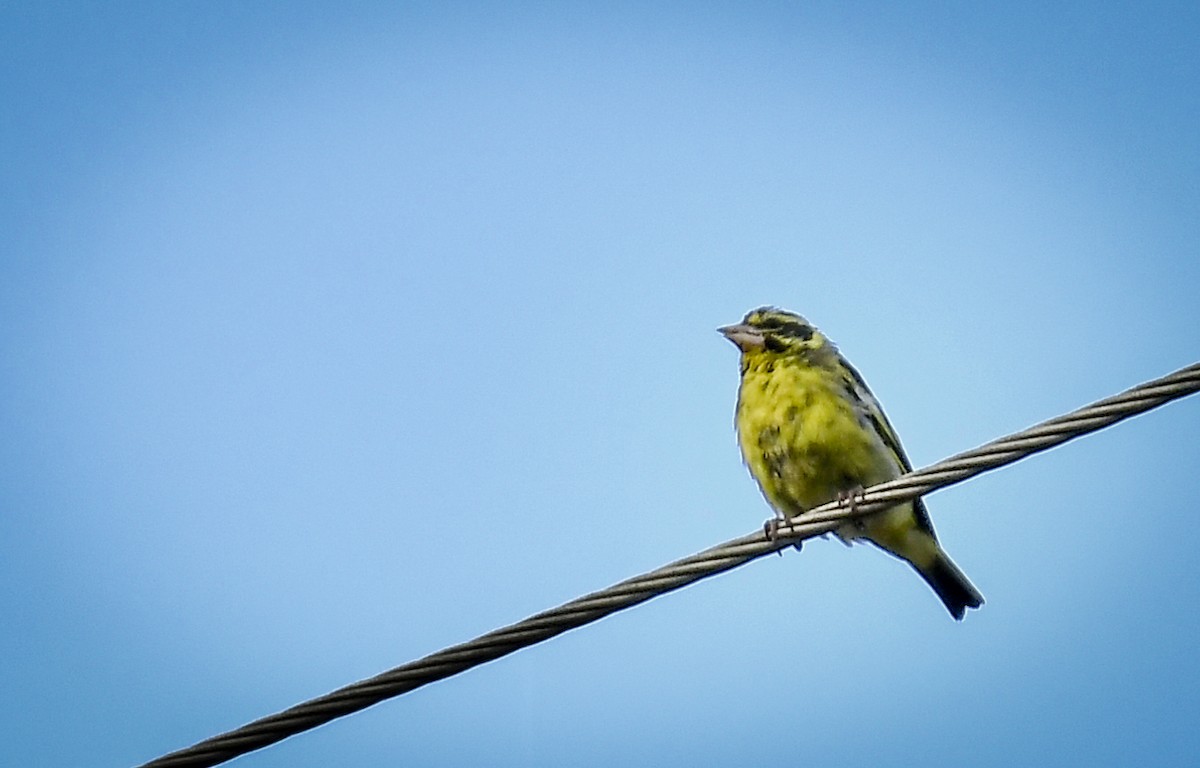 Yellow-breasted Greenfinch - ML638054497