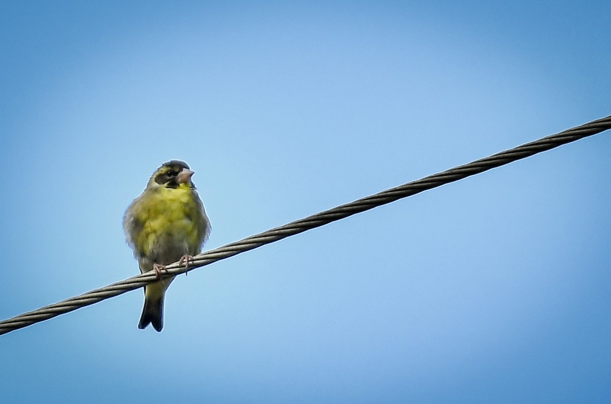 Yellow-breasted Greenfinch - ML638054498