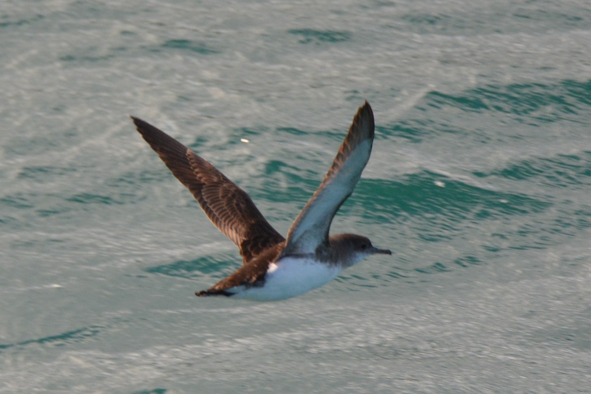 Fluttering Shearwater - ML638054512