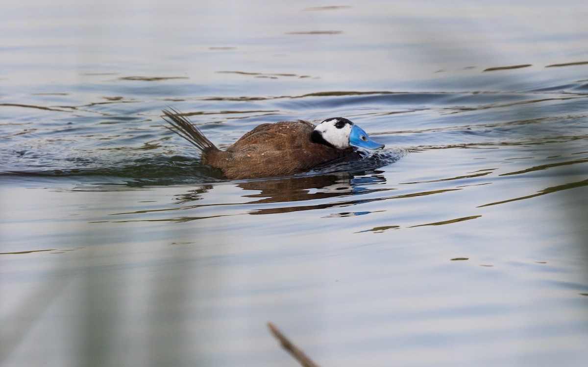 White-headed Duck - ML638054528