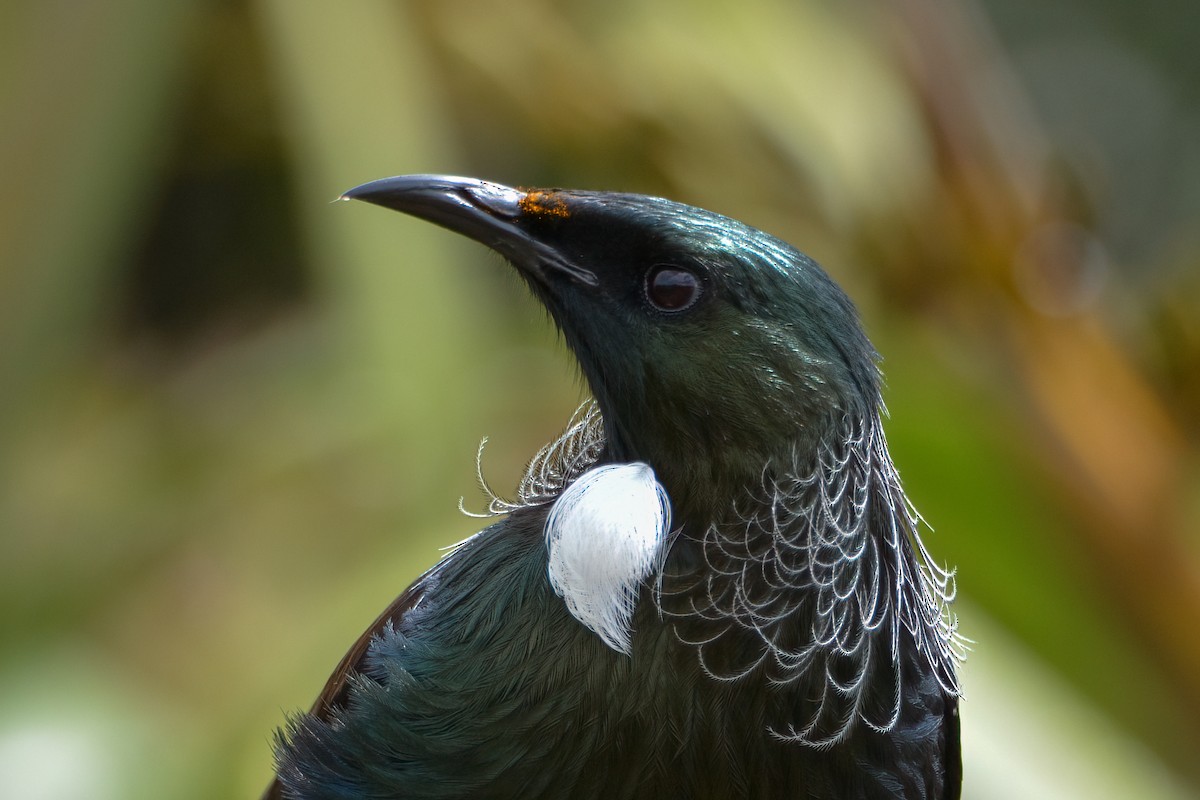 Méliphage tui - ML638054538