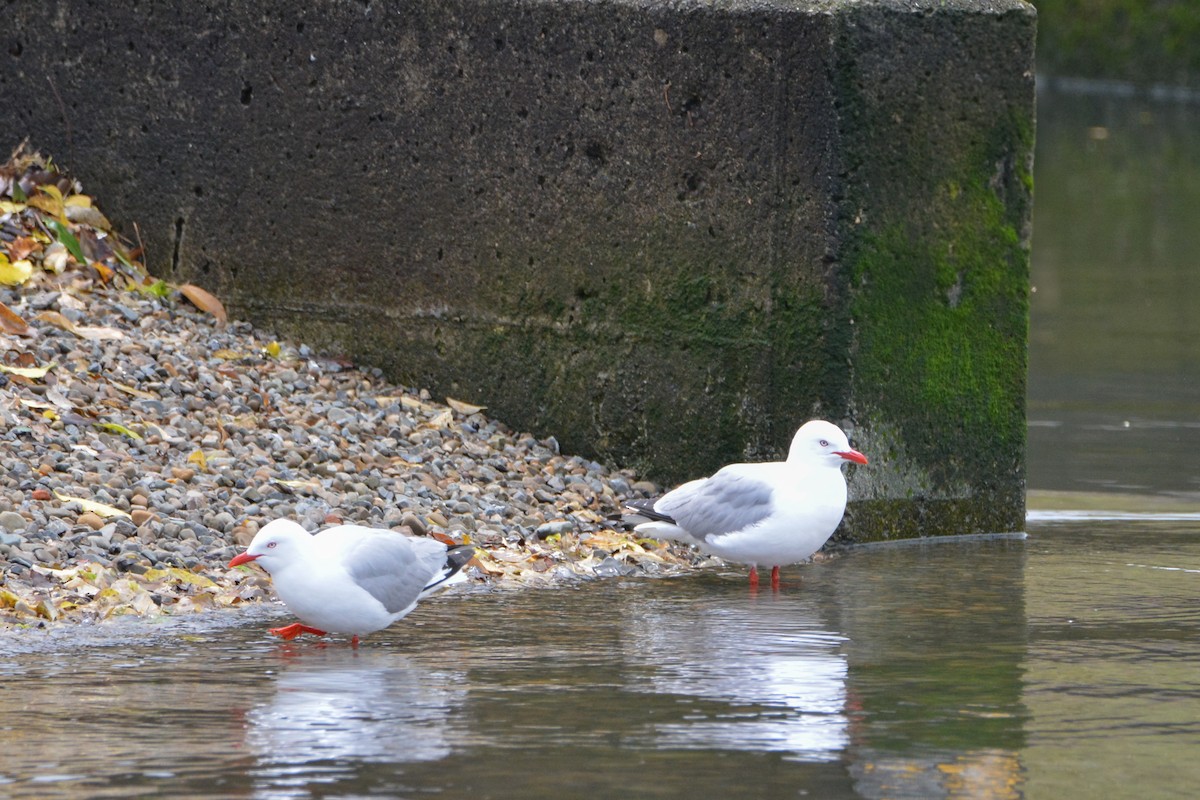 Mouette argentée (scopulinus) - ML638054545