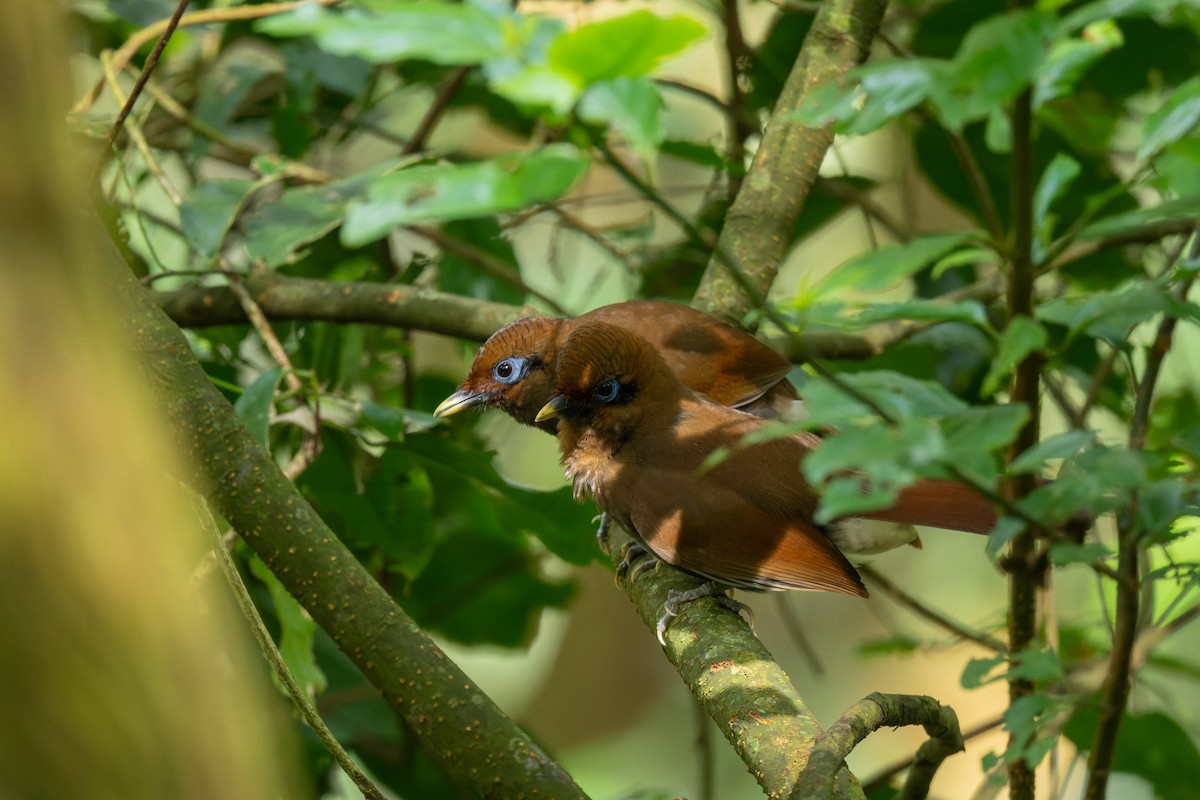 Rusty Laughingthrush - ML638054595