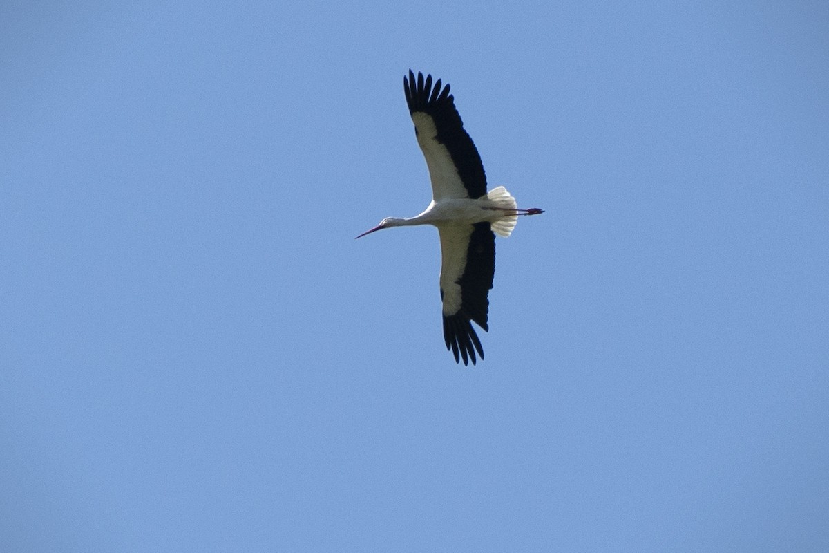 White Stork - ML638054609