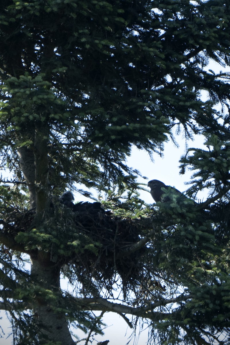 Common Buzzard - ML638054614