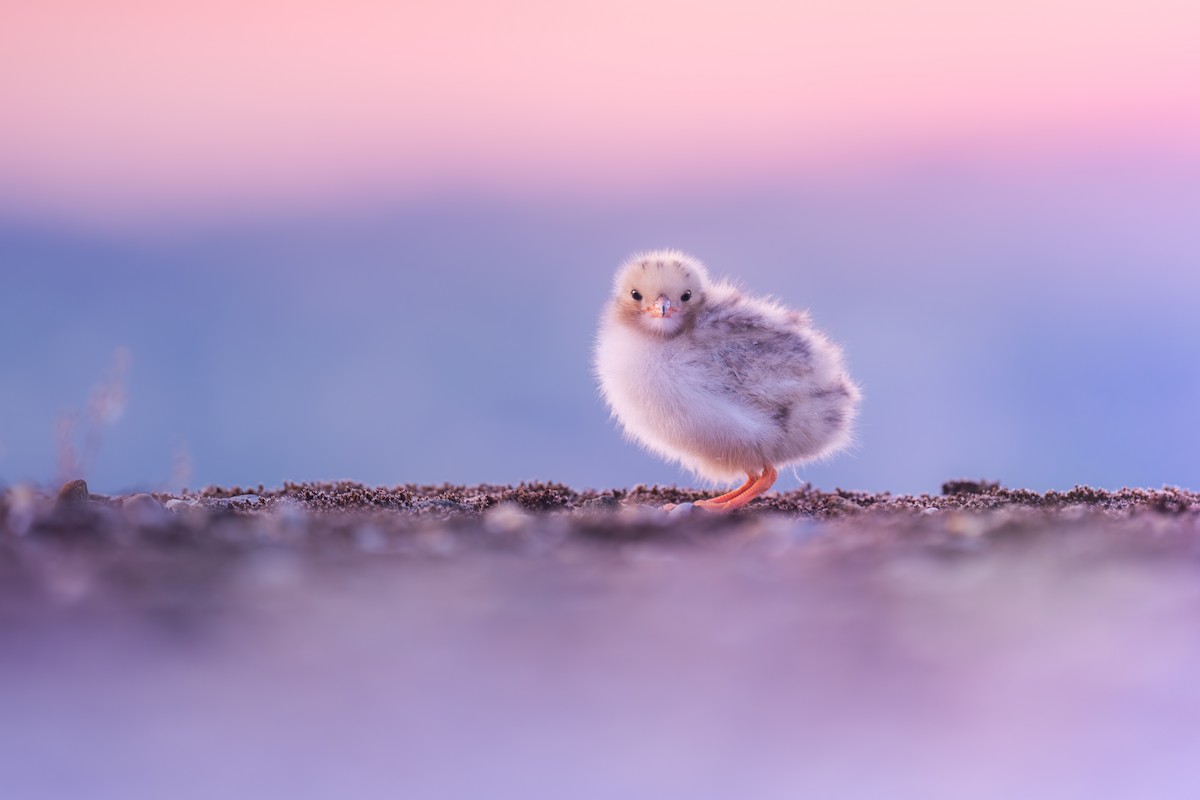 Common Tern - ML638054618