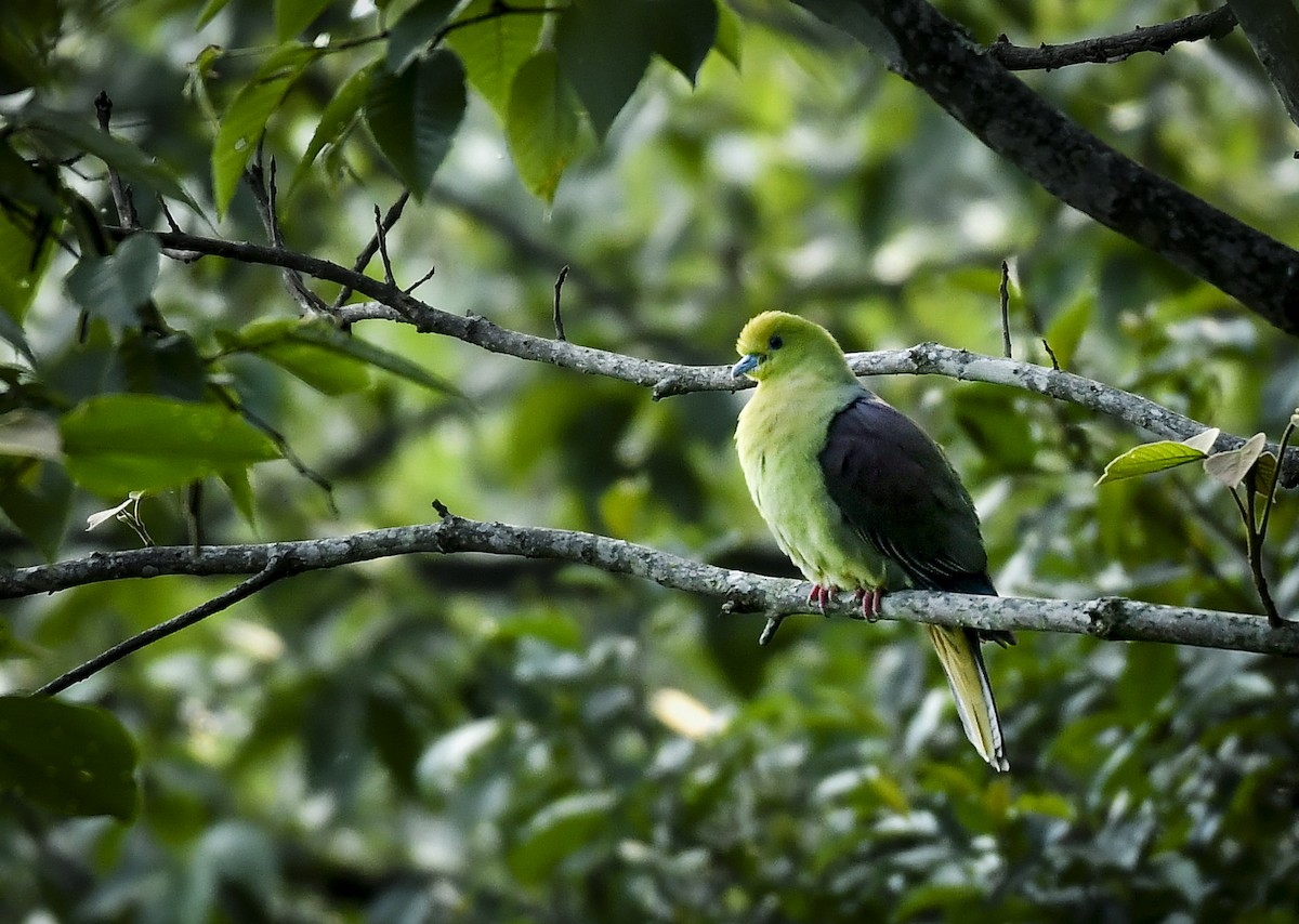 Wedge-tailed Green-Pigeon - ML638054619