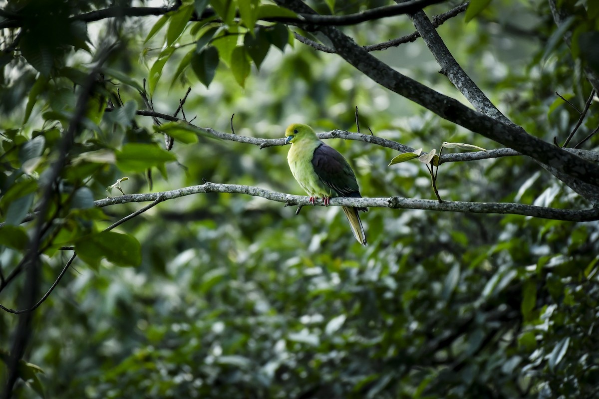 Wedge-tailed Green-Pigeon - ML638054620