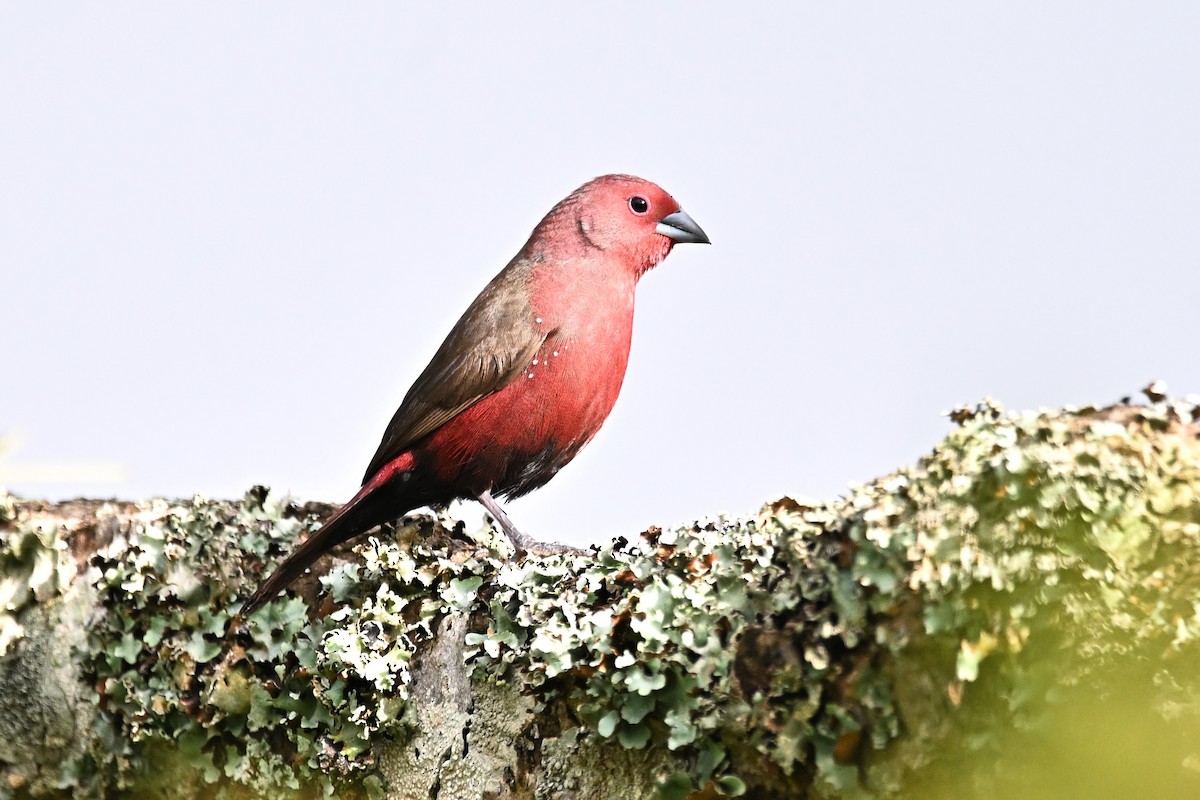 African Firefinch - ML638054621