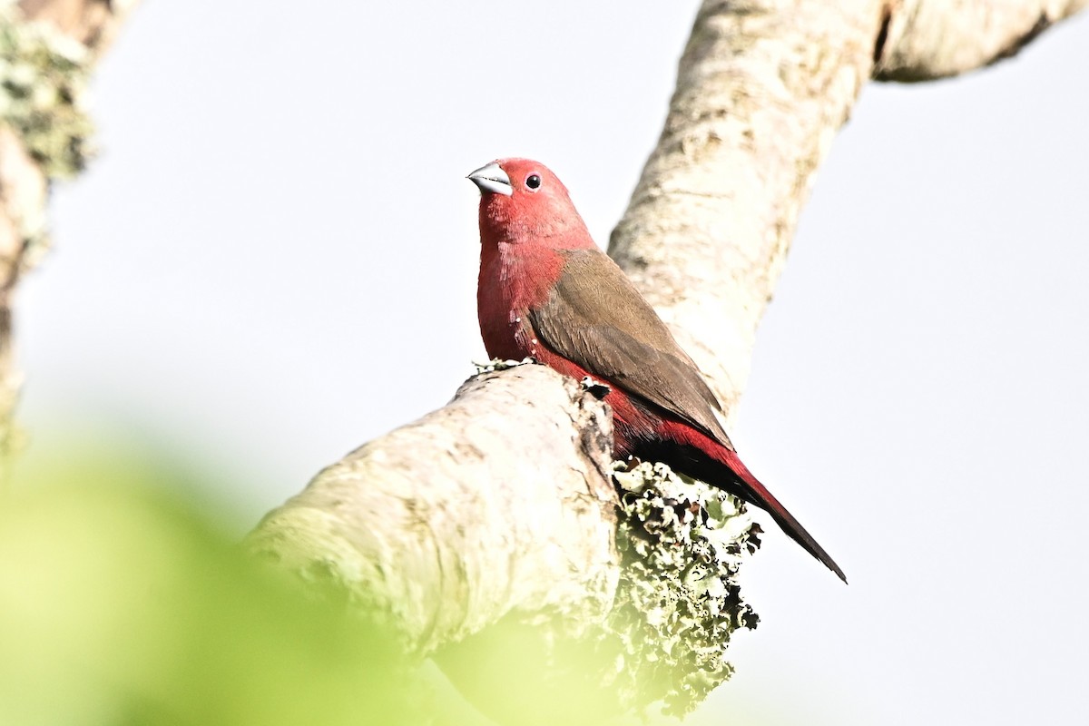African Firefinch - ML638054623