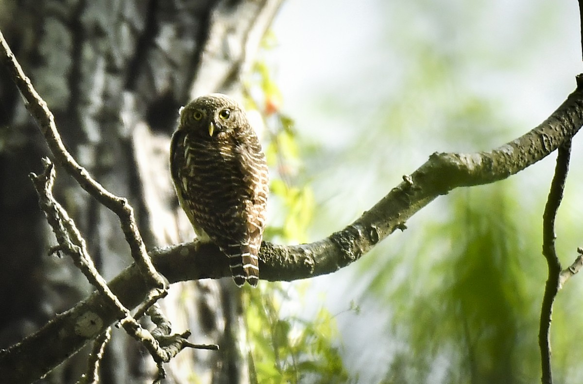 Asian Barred Owlet - ML638054639