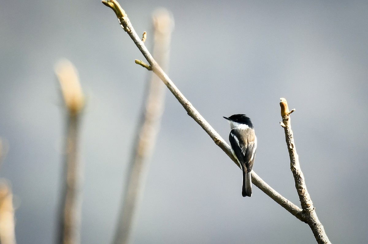 Bar-winged Flycatcher-shrike - ML638054647
