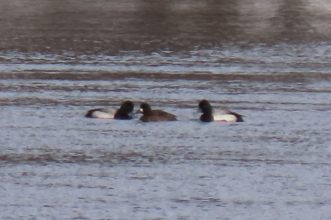 Greater/Lesser Scaup - ML638054670