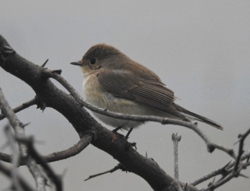 Taiga/Red-breasted Flycatcher - ML638054714