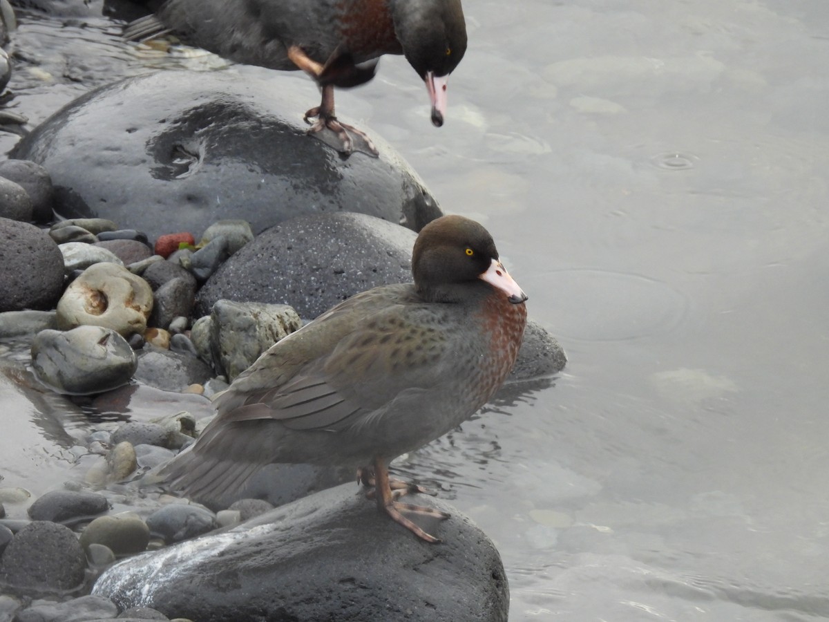 Blue Duck - ML638054726