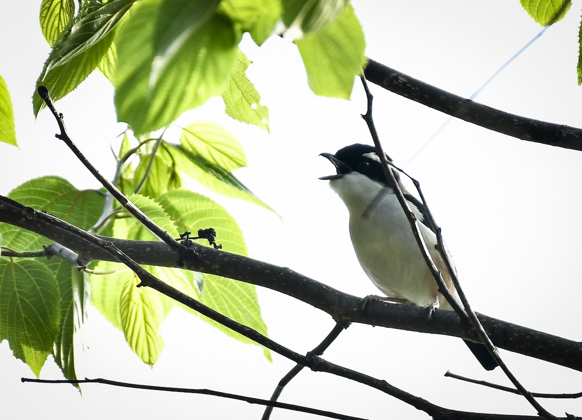 White-browed Shrike-Babbler - ML638054733