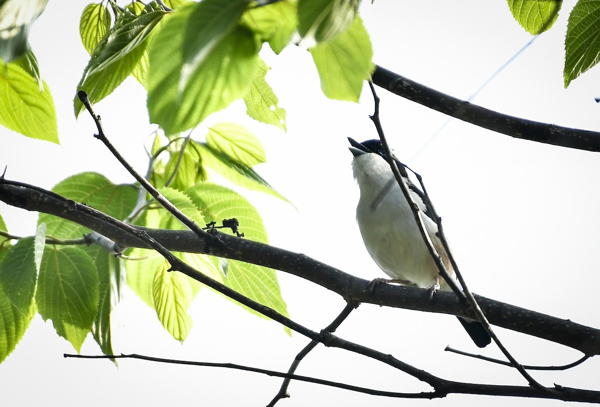 White-browed Shrike-Babbler - ML638054734