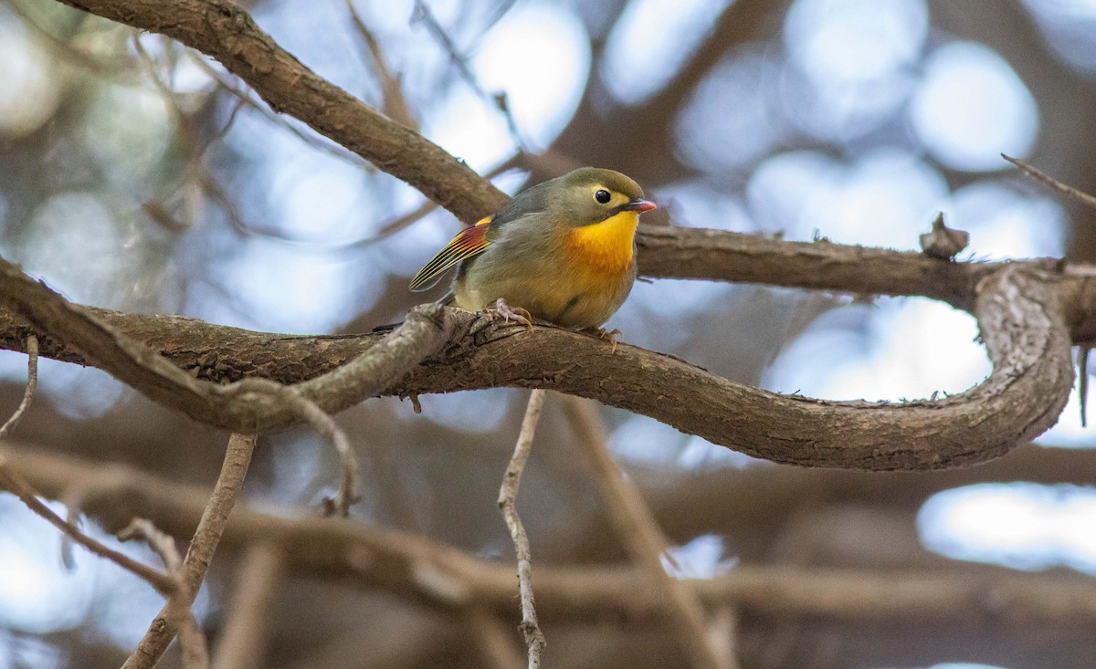 Red-billed Leiothrix - ML638054795