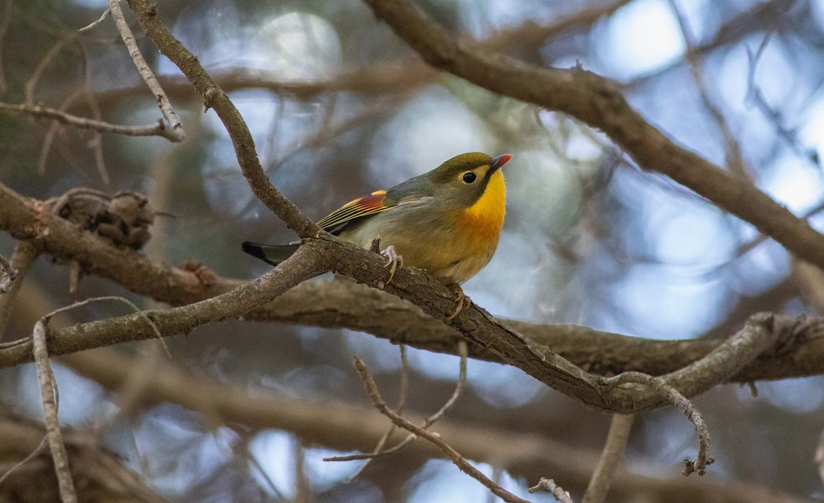 Red-billed Leiothrix - ML638054800