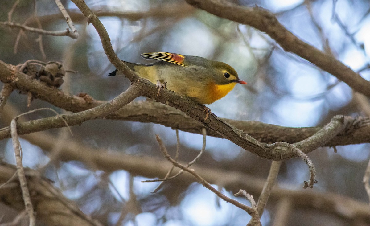 Red-billed Leiothrix - ML638054802