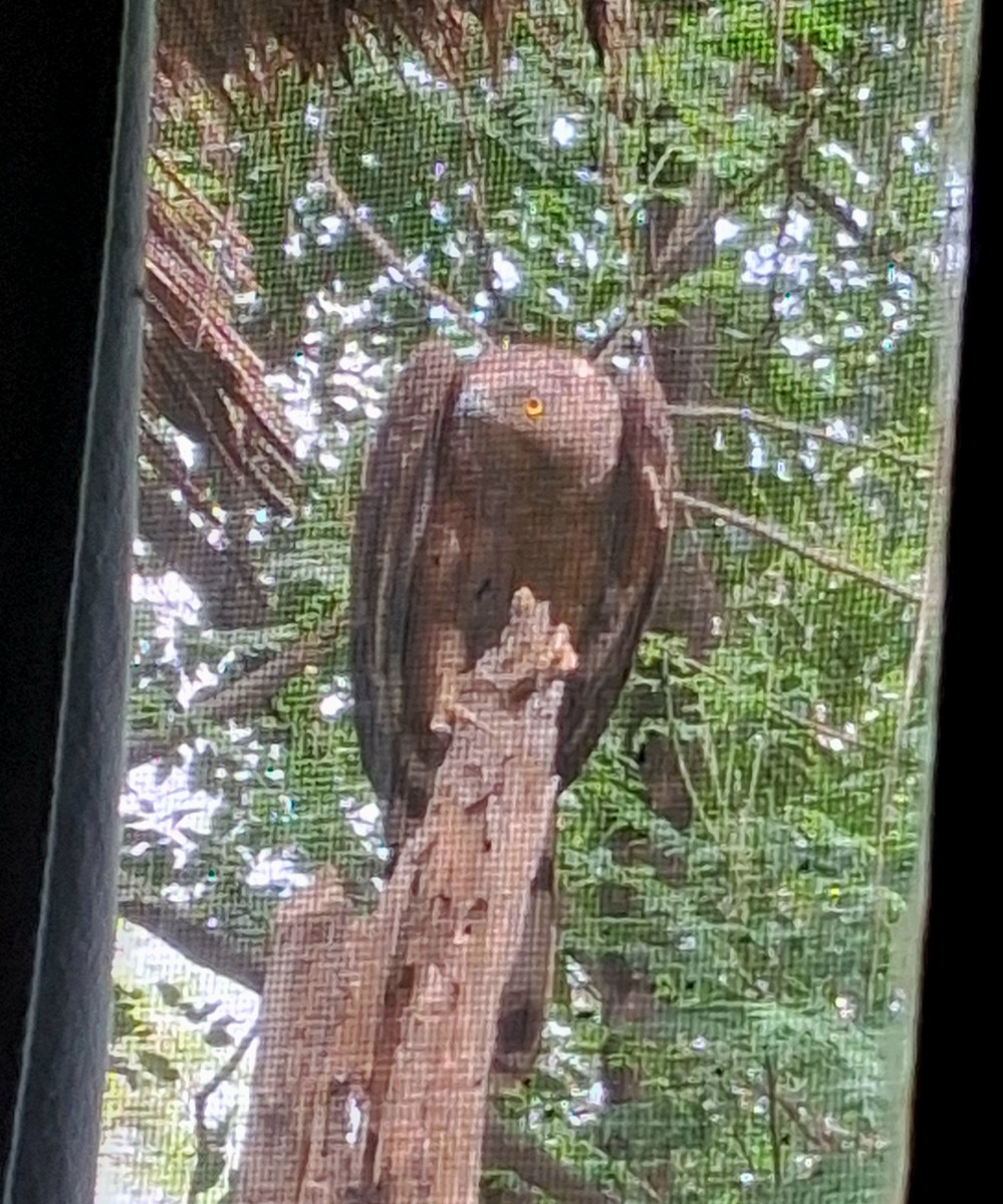 Oriental Honey-buzzard - ML638054821
