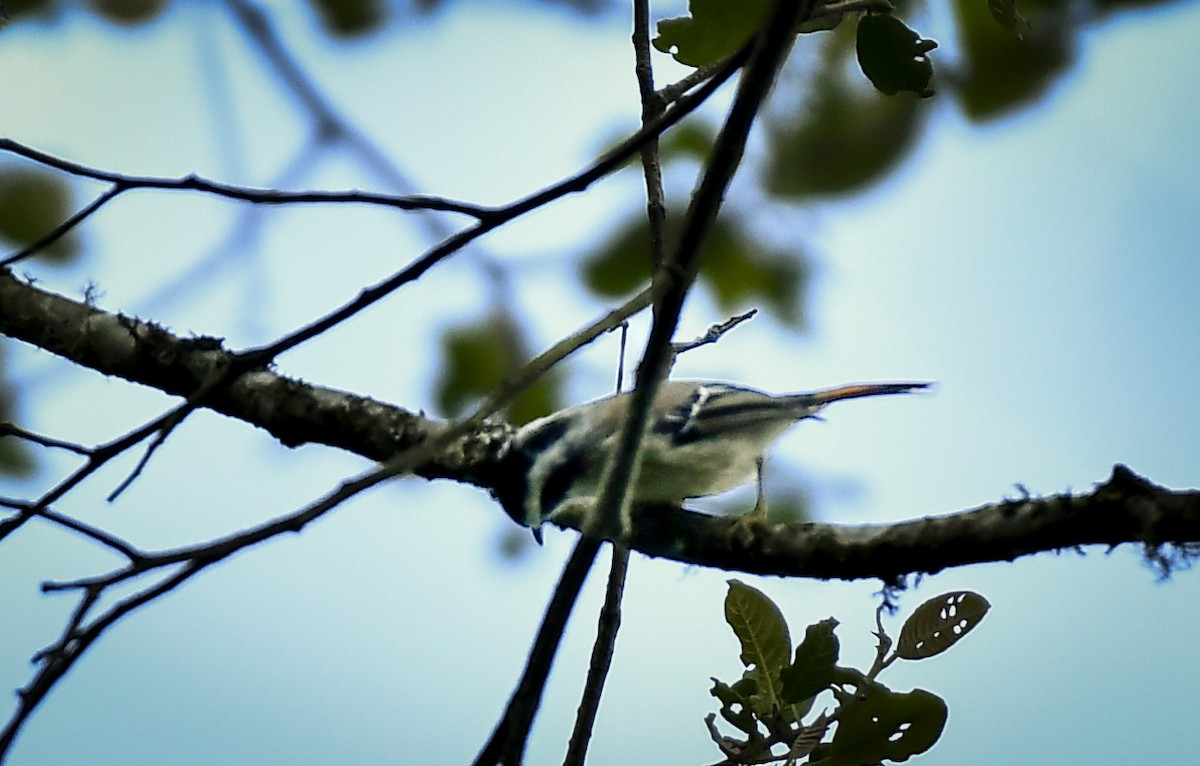 Red-tailed Minla - ML638054829
