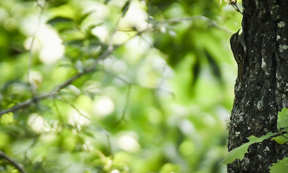 White-tailed Nuthatch - ML638054834