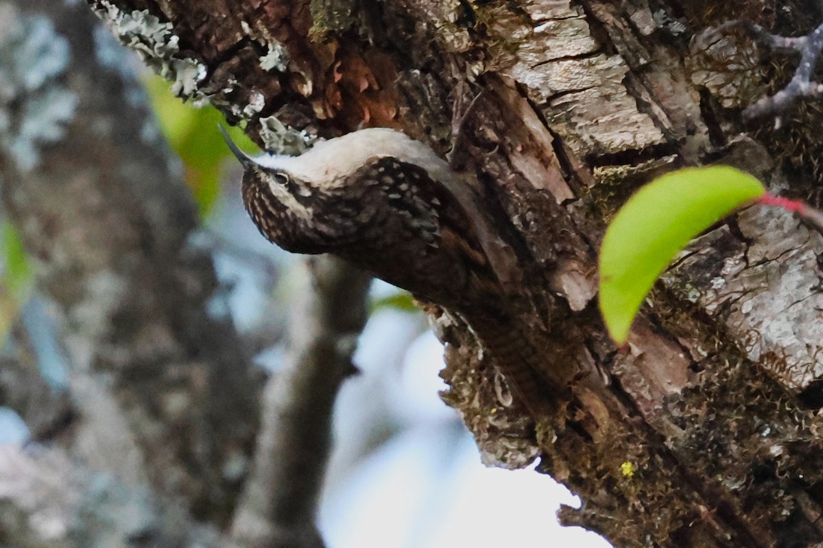 Bar-tailed Treecreeper - ML638054835