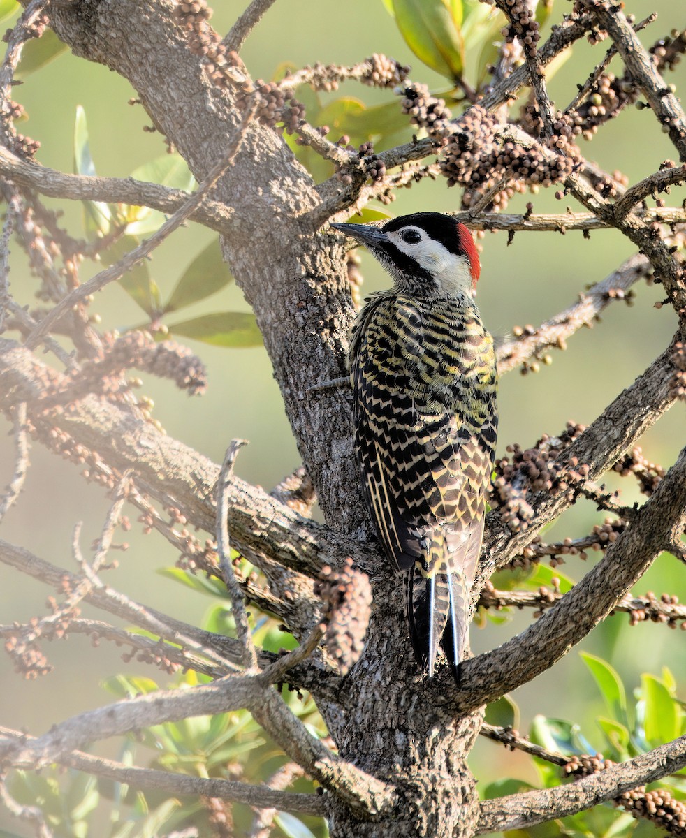 Green-barred Woodpecker - ML638054921