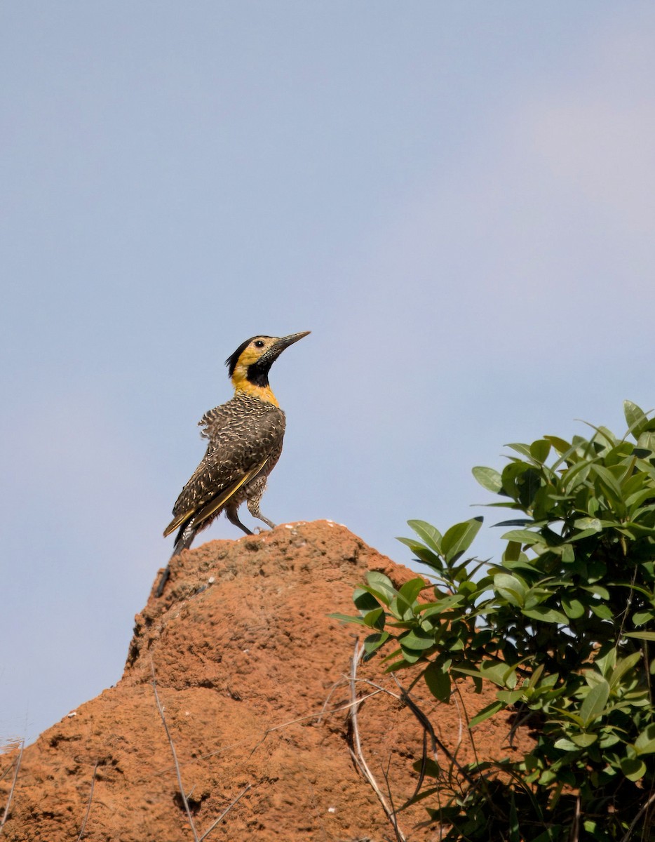 Campo Flicker (Campo) - ML638054922