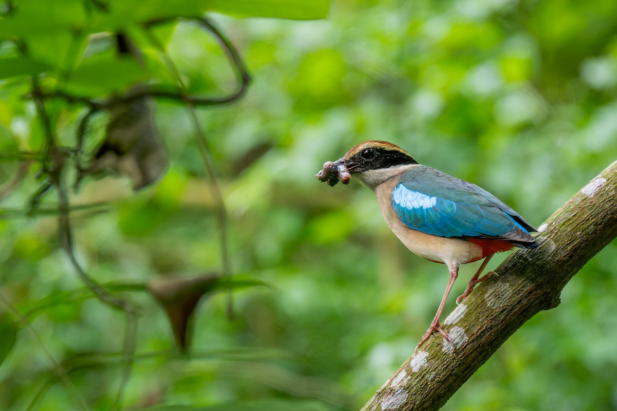 Fairy Pitta - ML638054925