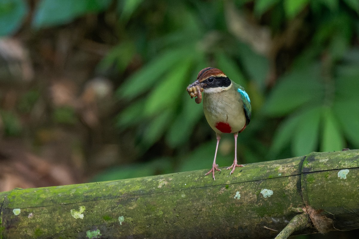 Fairy Pitta - ML638054926