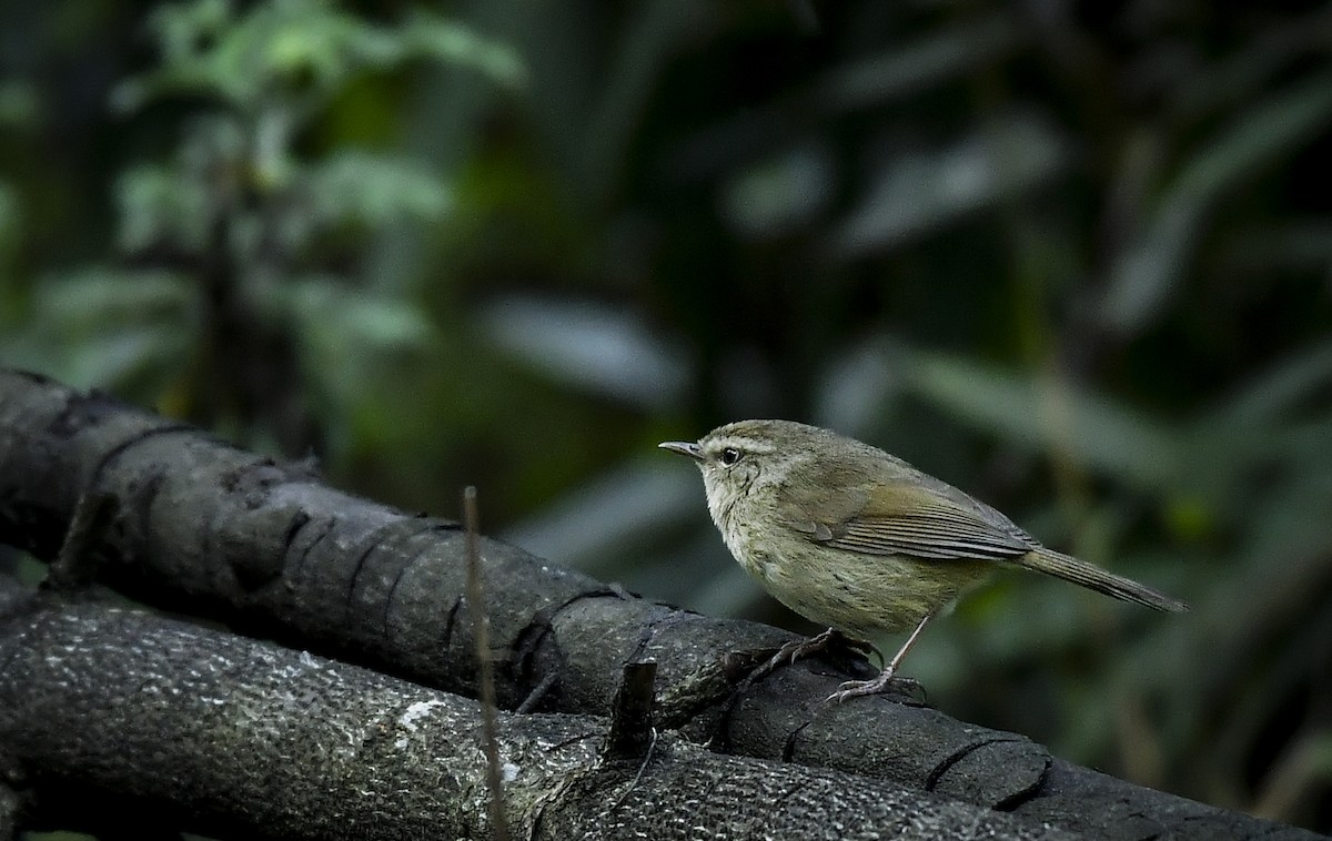 Brownish-flanked Bush Warbler - ML638054929