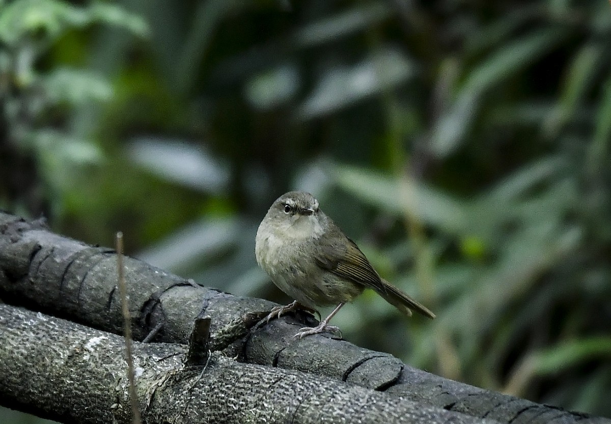 Brownish-flanked Bush Warbler - ML638054930