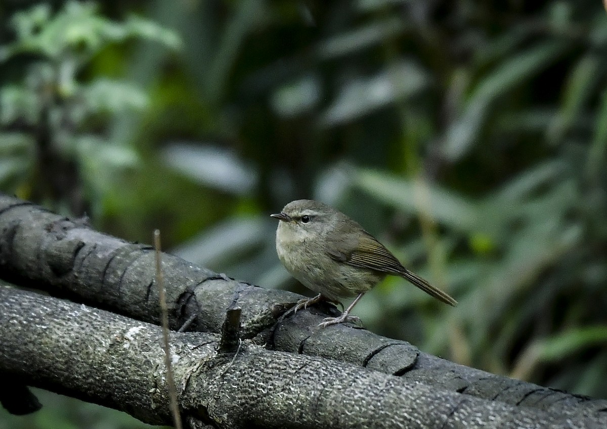 Brownish-flanked Bush Warbler - ML638054931
