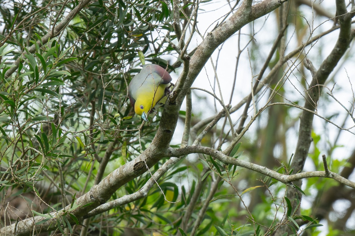 White-bellied Green-Pigeon - ML638054943