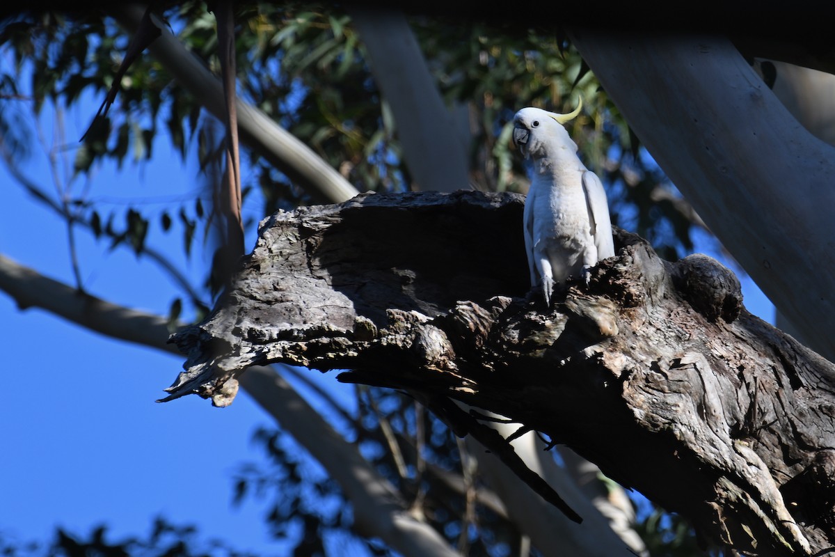 Cacatúa Galerita - ML638054954