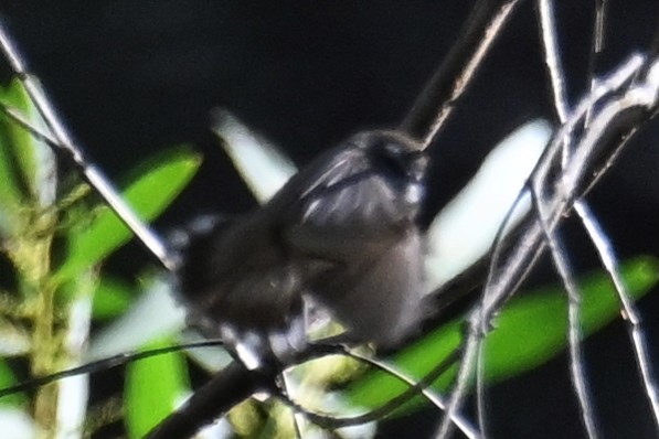 Brown Gerygone - ML638054960