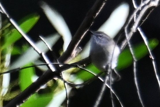 Brown Gerygone - ML638054961