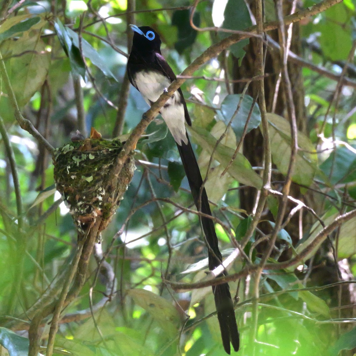 Black Paradise-Flycatcher - ML638054967