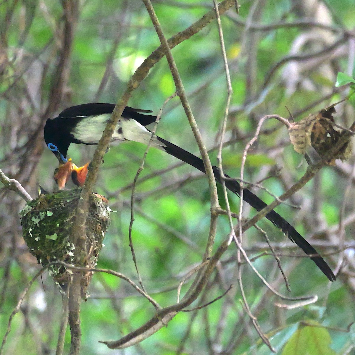 Black Paradise-Flycatcher - ML638054978