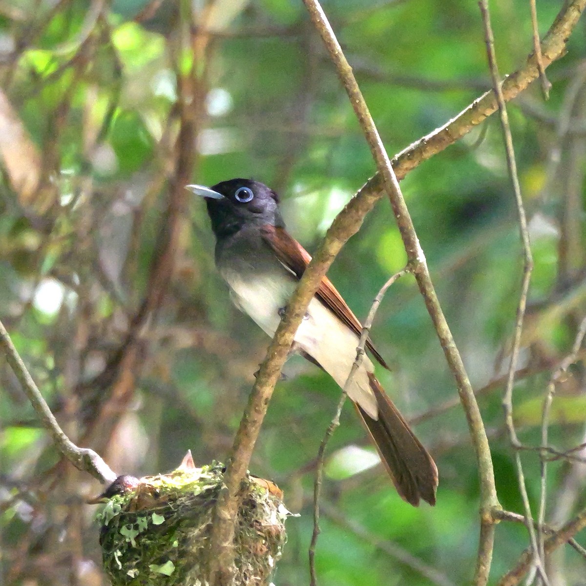 Black Paradise-Flycatcher - ML638054981