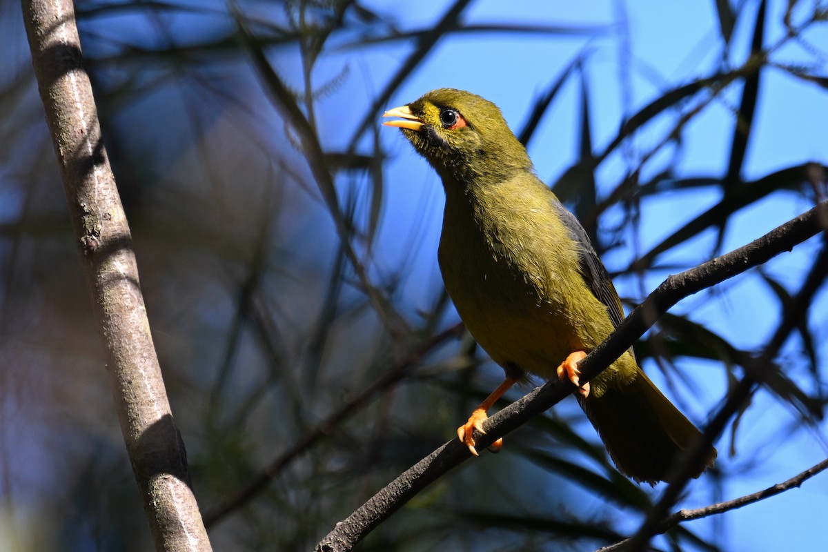 Bell Miner - ML638054982